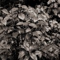 December Rain