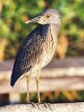 Yellow Crowned Night Heron