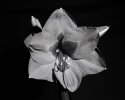 Amaryllis-22003
