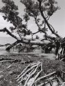 Uprooted 1995