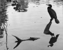 CORMORANT