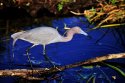 Heron on Velvia