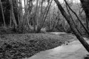 Olema Creek