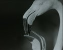 Feeding