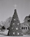 The tree