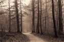 Forest Path, Allschwil, 2022