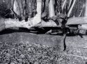 Rollei T with 510-Pro Test 04