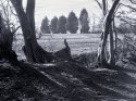 Rollei T with 510-Pro Test 01