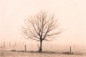 Winter Tree, Binningen Hill, 2022