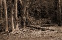 THE WOODLAND