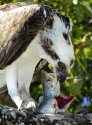 Osprey's Lunch
