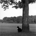 Cat under tree