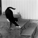 Cat stretching back
