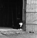Cat in barn door