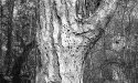 Woodpecker Target Practice