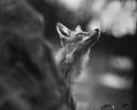 Red Fox