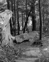 Sonatas IX-2 (Andante Affabile) - The Forest's Gifts: Walk With Me