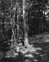 Sonatas IX-3 (Andante Affabile) - The Forest's Gifts: Walk With Me