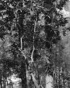 Sonatas IX-4 (Andante Affabile) - The Forest's Gifts: Walk With Me
