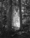 Sonatas IX-5 (Andante Affabile) - The Forest's Gifts: Walk With Me