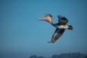 A Wonderful Bird is the Pelican...