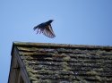 European Starling