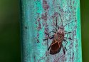 boxelder bug