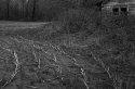 Harvested Corn Field.