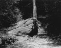 Sonatas IX-6 (Andante Affabile) - The Forest's Gifts: Walk With Me
