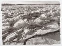 Ice, Missouri River v.2
