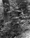 Sonatas IX-7 (Andante Affabile) - The Forest's Gifts: Walk With Me