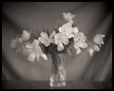 Good Friday tulips
