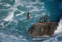 Black Oystercatcher