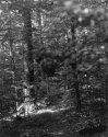 Sonatas IX-11 (Allegro Cantabile) - The Forest's Gifts: Walk With Me
