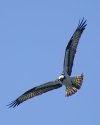 osprey.jpg