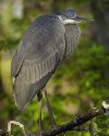 Great Blue Heron in mixed lighting.