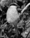 Great Gray Shrike