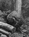 Sonatas IX-20 (Adagio Soave) - The Forest's Gifts: Walk With Me