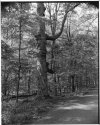 Black Maple