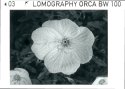 Onagraceae