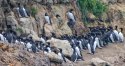 look like penguin