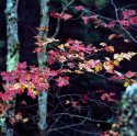 Some fall color