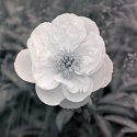 Peony Mundus