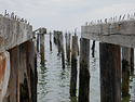 Pier stakes.JPG