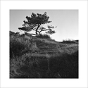 Pine in the last light of day