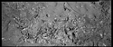 Dead Alewives