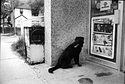 Patient Dog