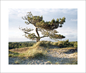 Pine tree