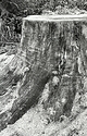 Stump '99