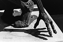 when_lightning_strikes-detail-t2671.jpg